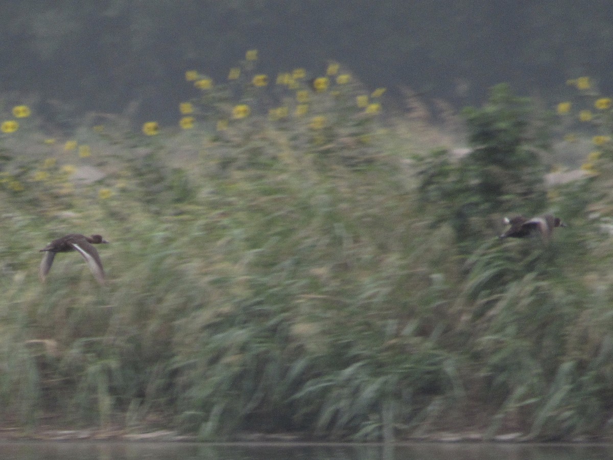 Greater Scaup - Caleb Helsel