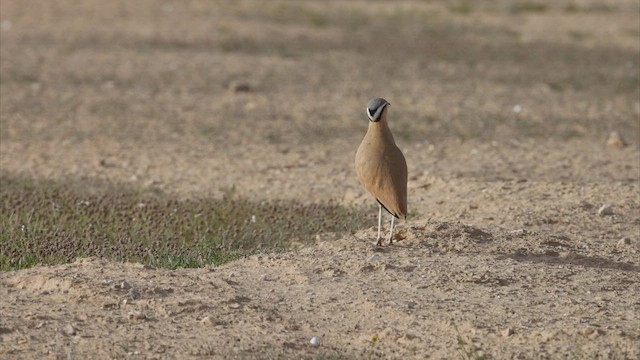 Cream-colored Courser - ML460908011