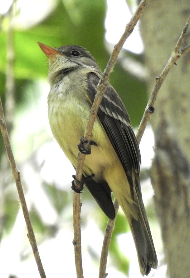 Willow Flycatcher (Southwestern) - ML460908181