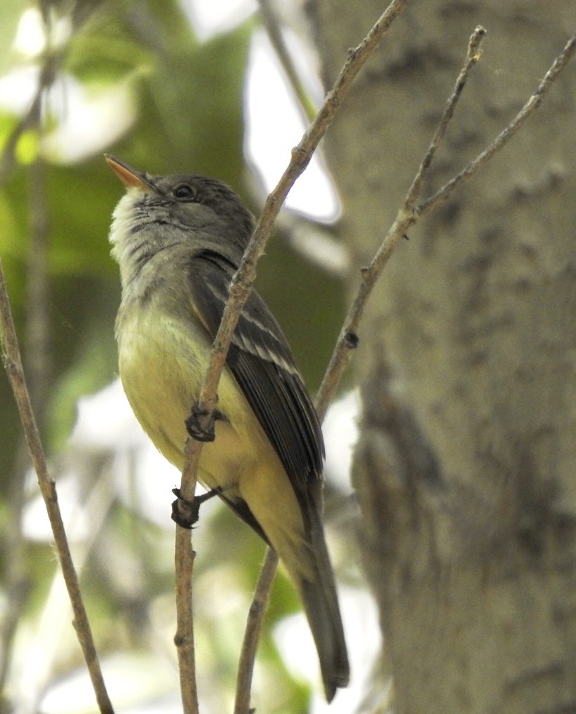 Willow Flycatcher (Southwestern) - ML460908201