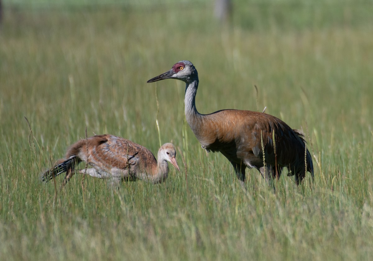 Sandhill Crane - ML460908431