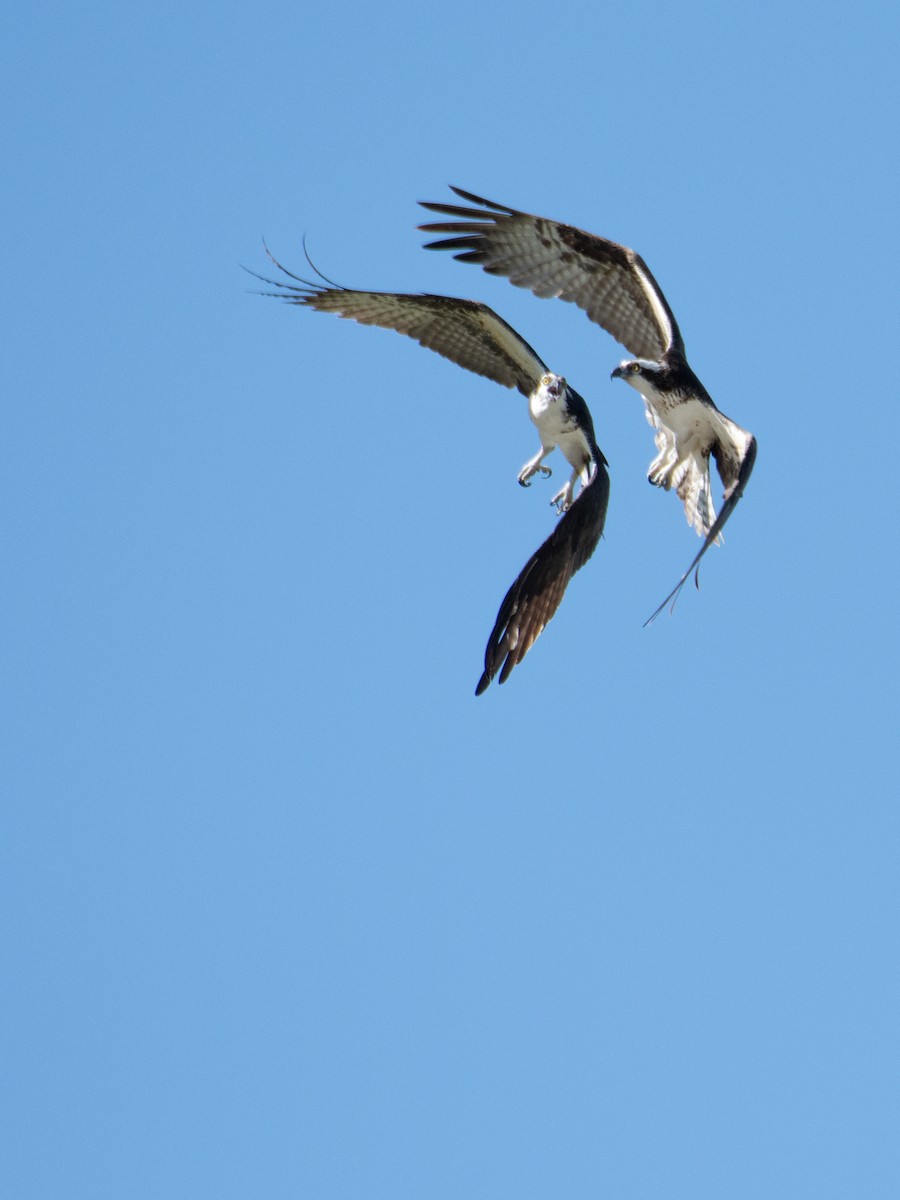 Balbuzard pêcheur - ML460908621