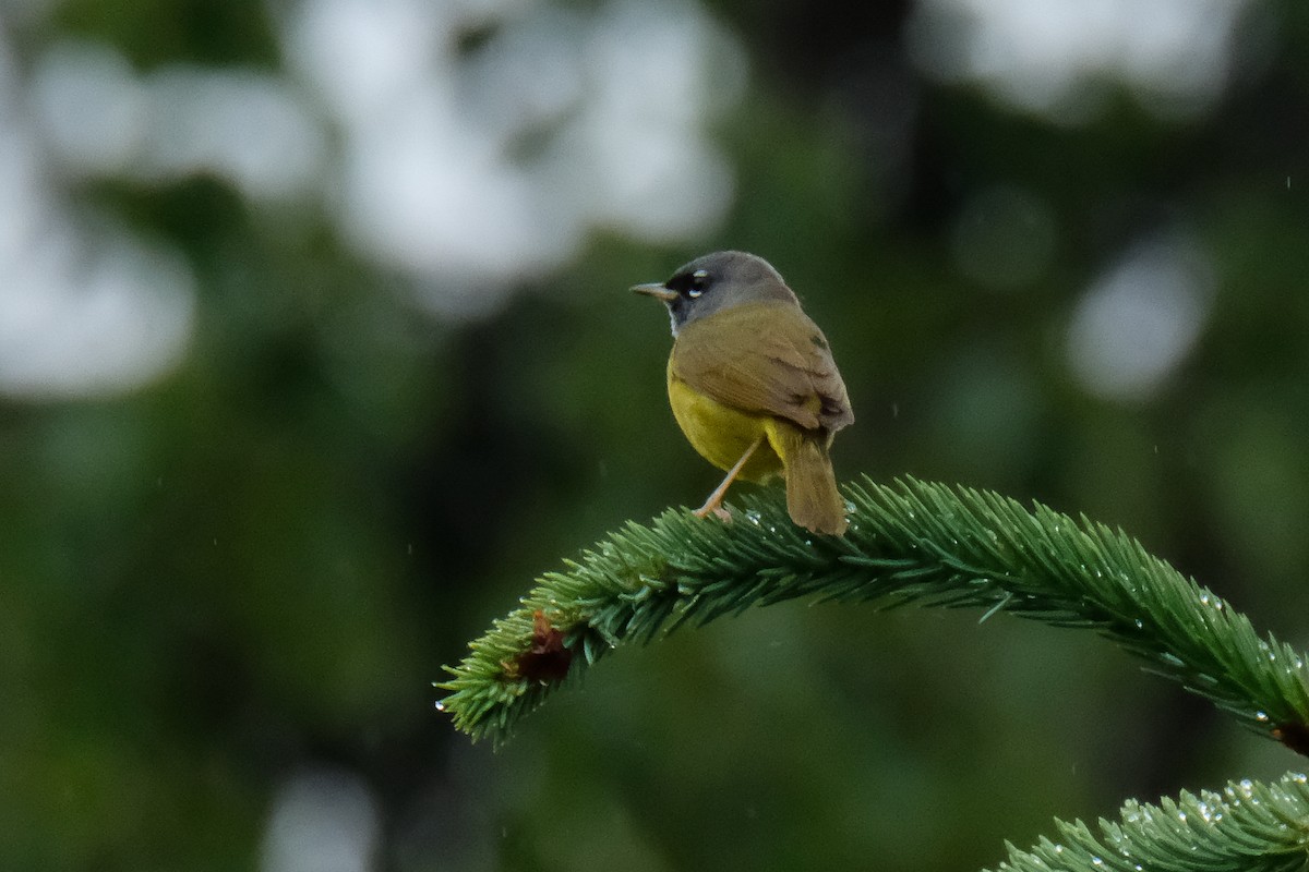 MacGillivray's Warbler - ML460908671