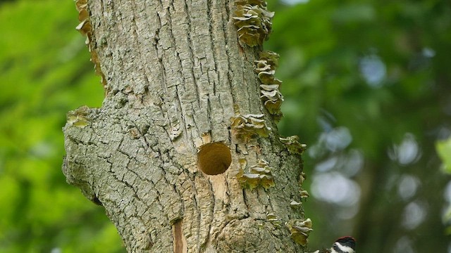 Yellow-bellied Sapsucker - ML460908911