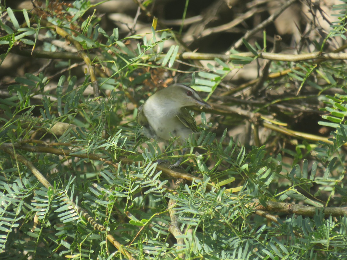 brunøyevireo - ML460910021