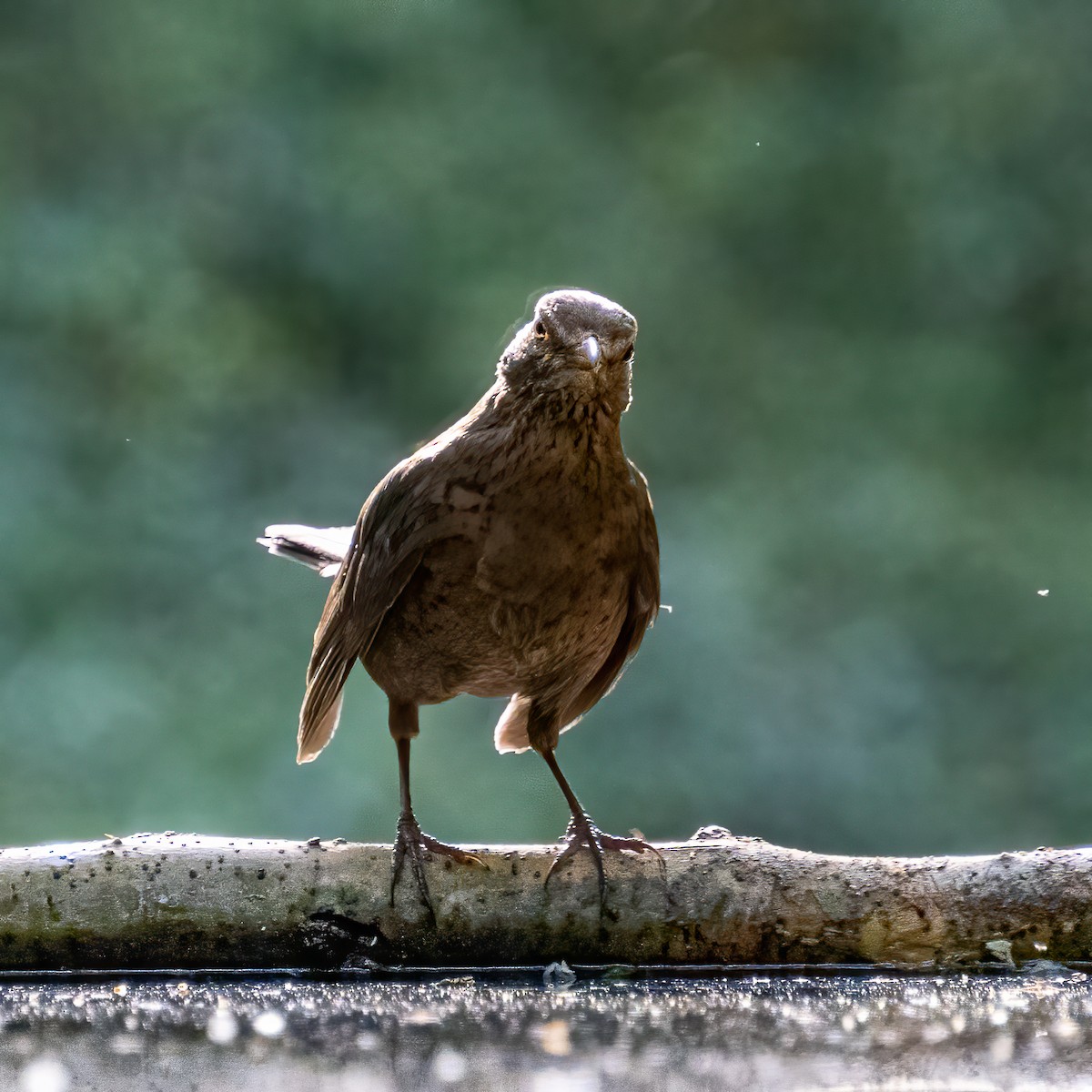 Amsel - ML460912241