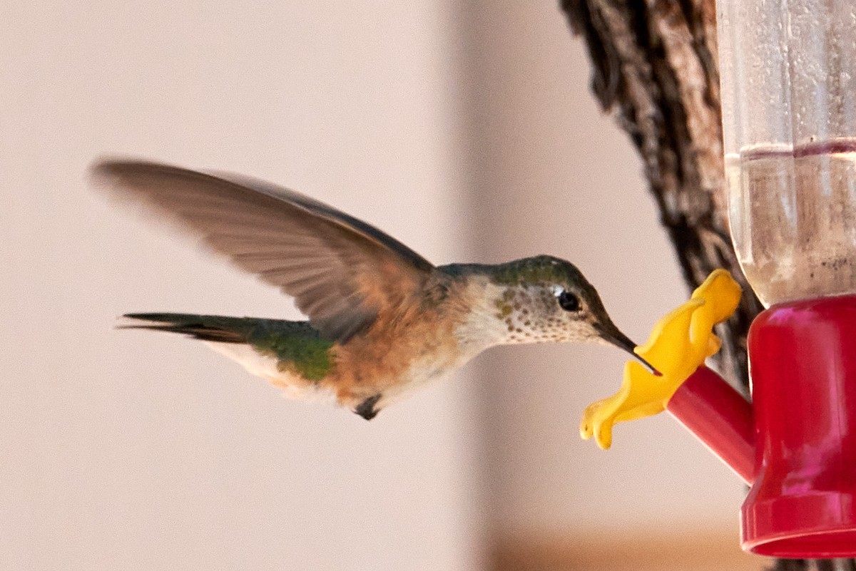 Broad-tailed Hummingbird - ML460912761