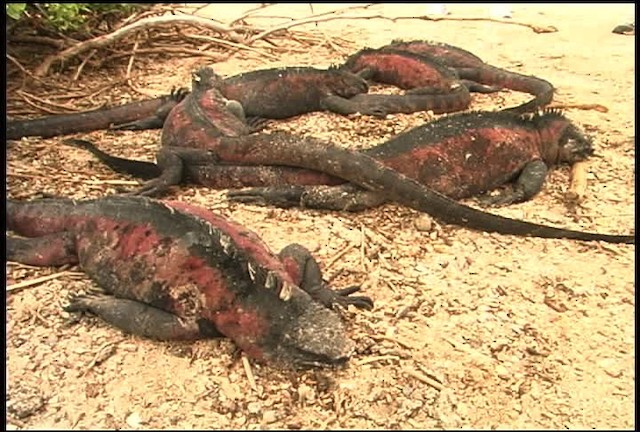 Marine Iguana - ML460913