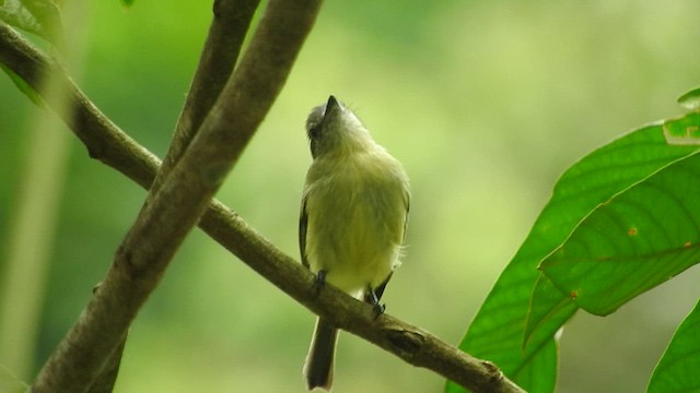 White-eyed Tody-Tyrant - ML460915631