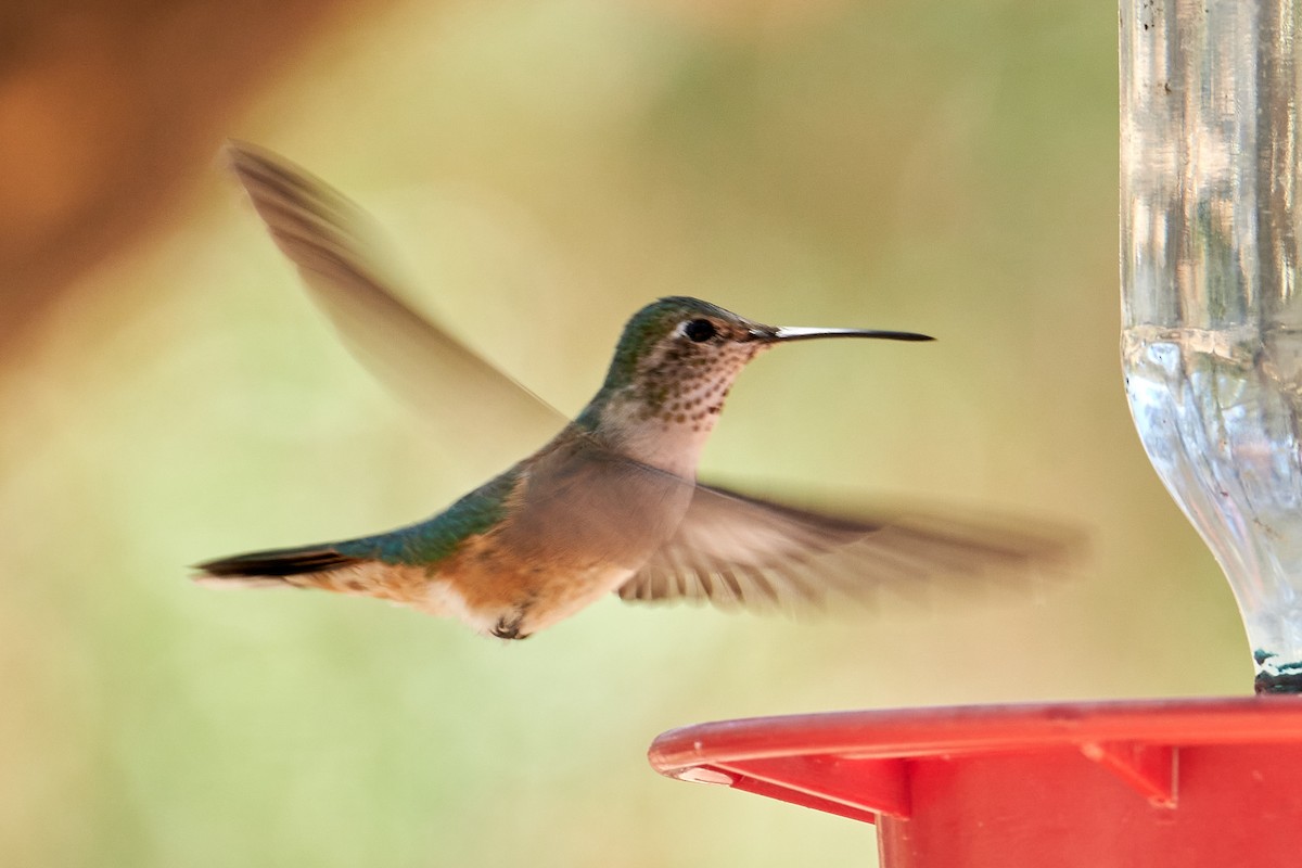 Broad-tailed Hummingbird - ML460915831