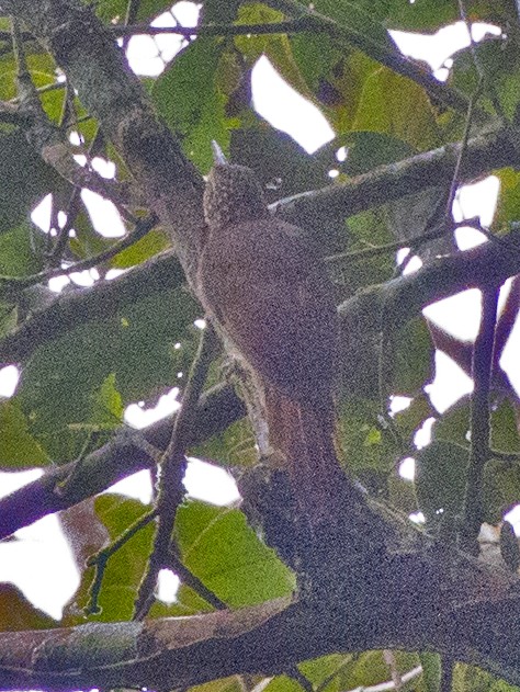 Strong-billed Woodcreeper - ML460917081