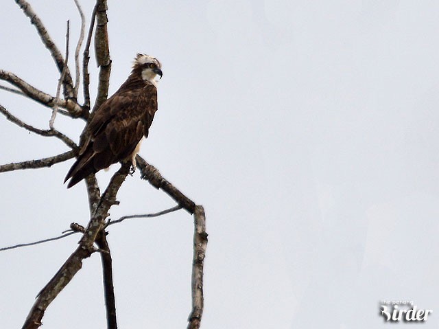 Águila Pescadora - ML46091811