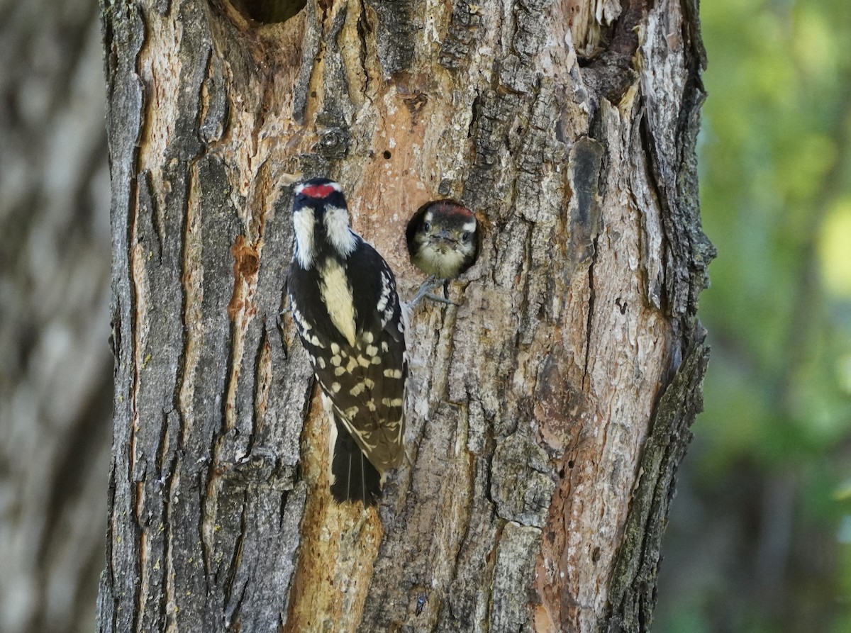 Downy Woodpecker - ML460918141