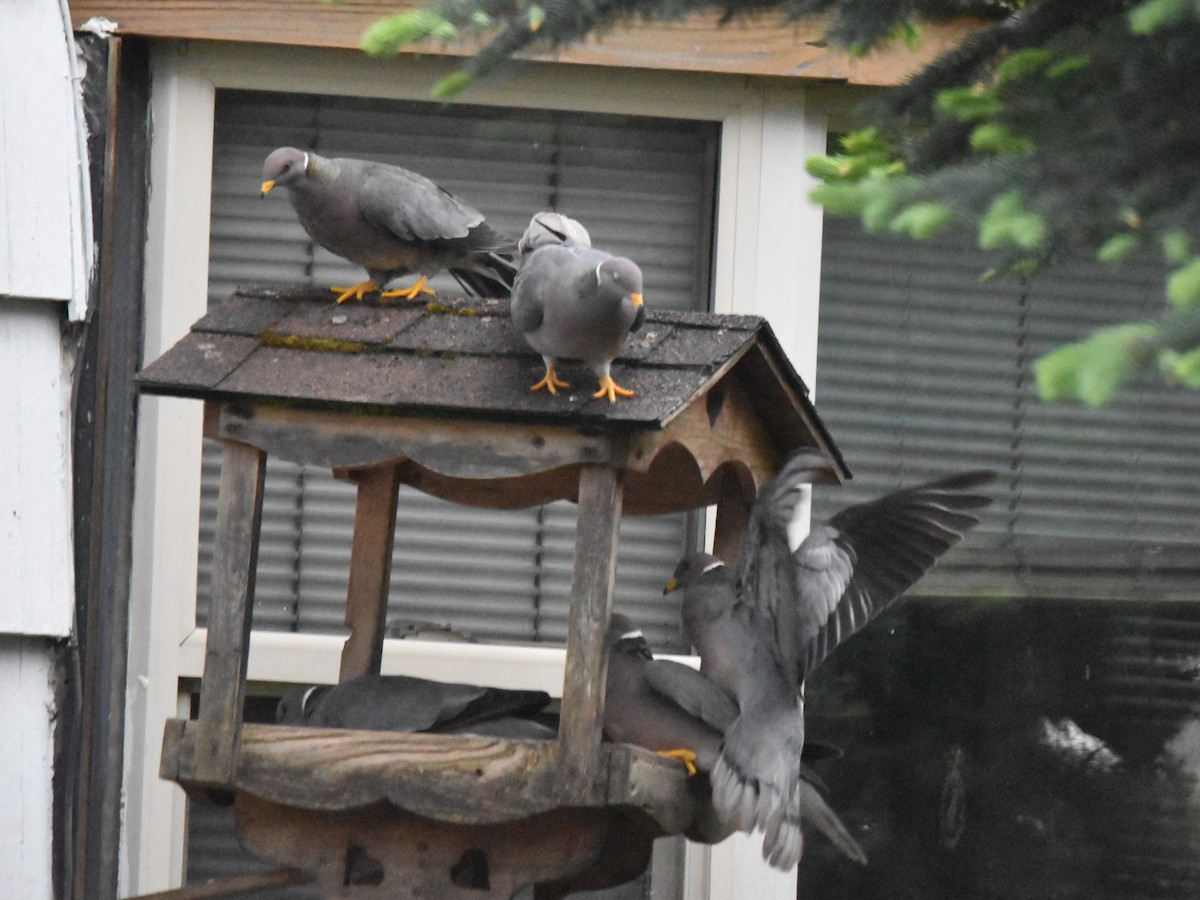 Pigeon à queue barrée - ML460918301