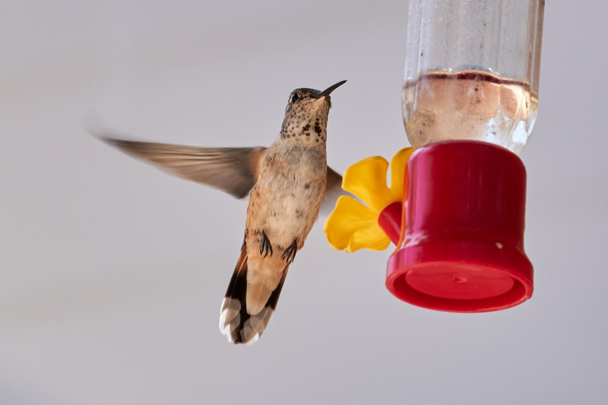 Broad-tailed Hummingbird - ML460919351