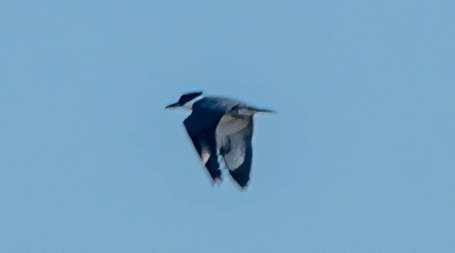 Belted Kingfisher - ML460920041