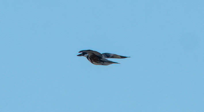 Belted Kingfisher - ML460920091