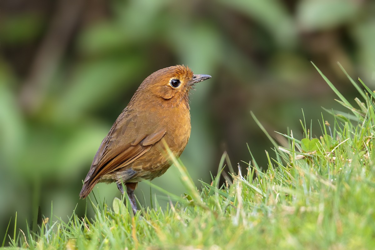 Cajamarca Antpitta - ML460920361