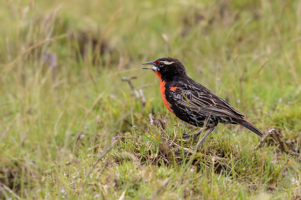 Peruvian Meadowlark - ML460920611