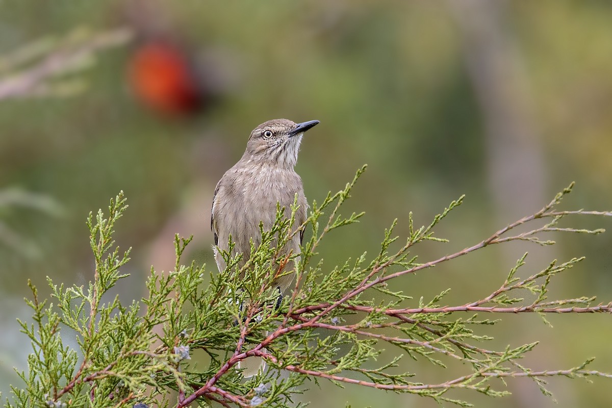 Black-billed Shrike-Tyrant - ML460920651