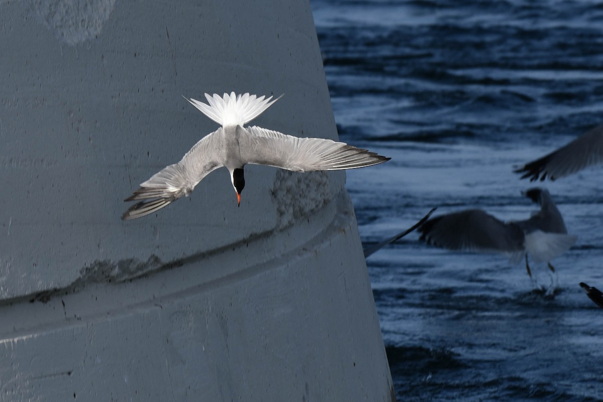 Sterna comune - ML460920741