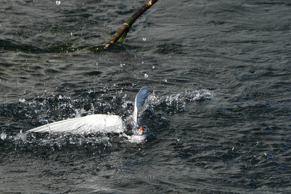 Sterna comune - ML460920761