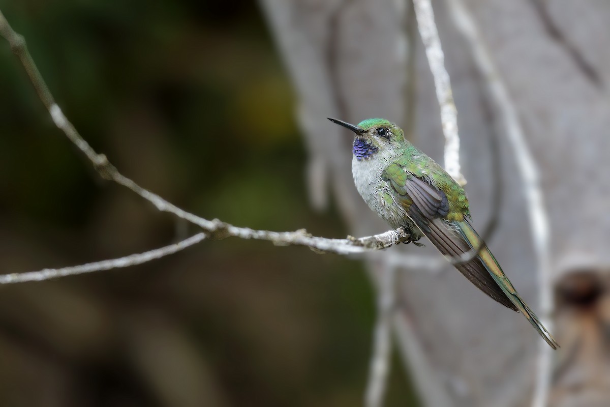 Gray-bellied Comet - ML460920831