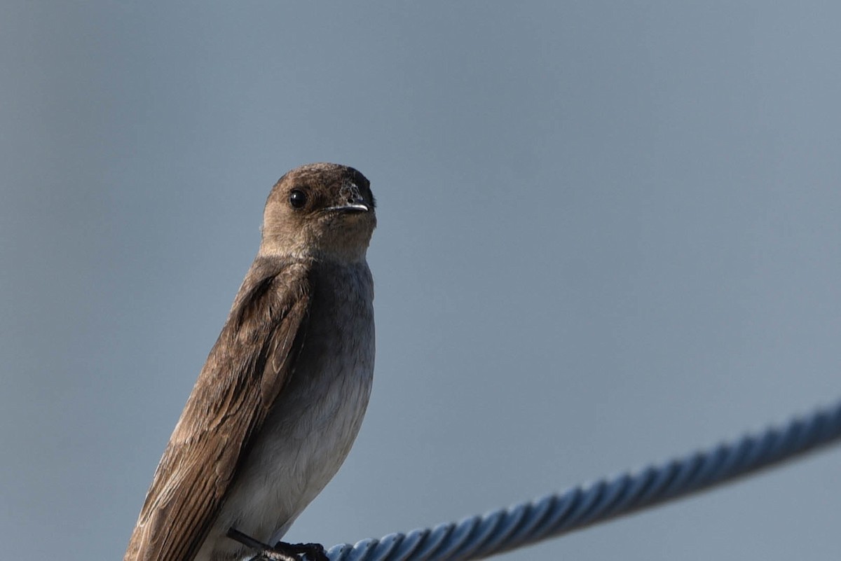 Northern Rough-winged Swallow - ML460920841