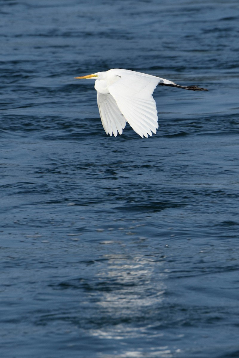 Great Egret - ML460920971