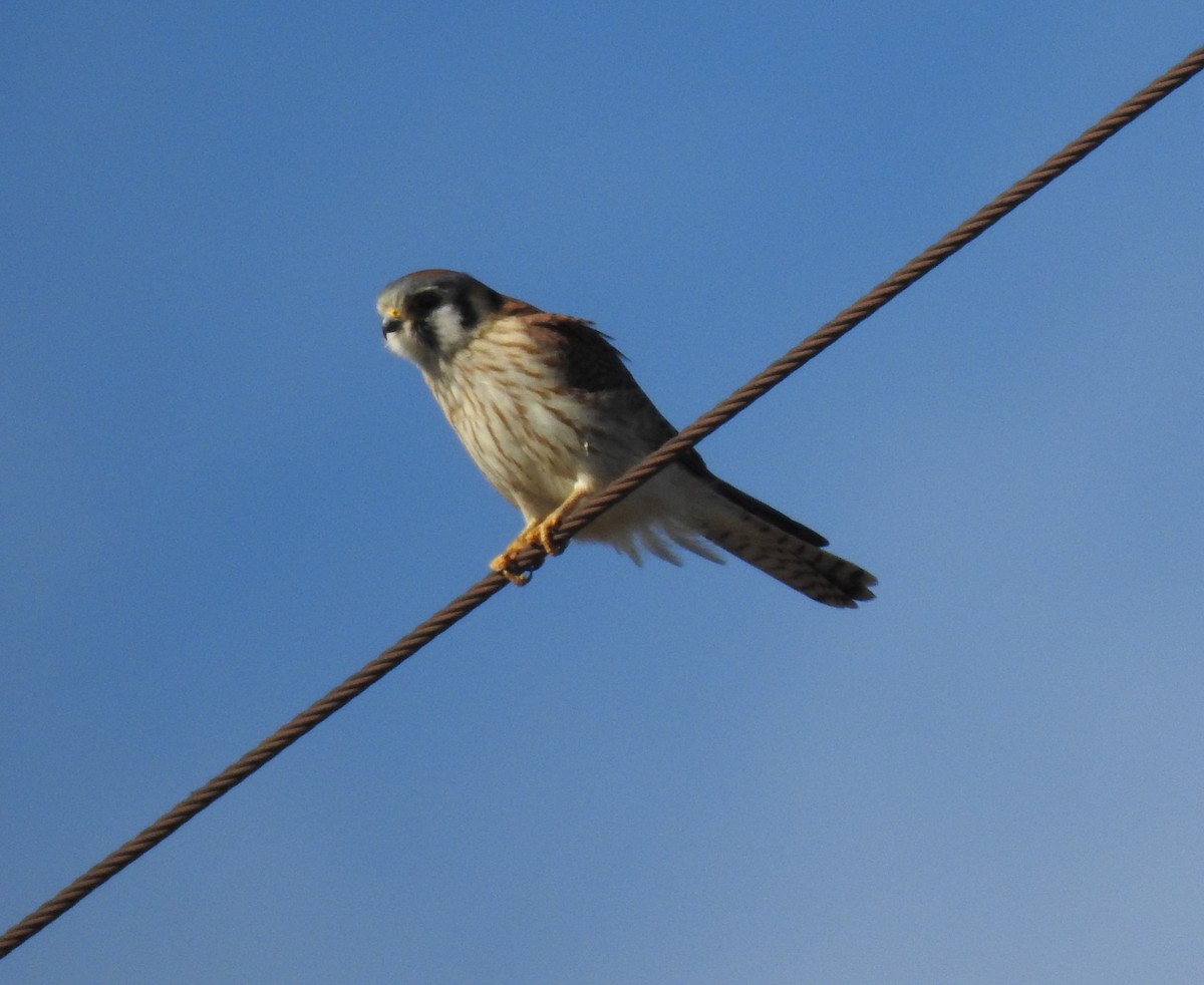 American Kestrel - Chris Davis