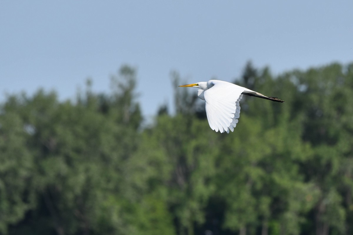 Great Egret - ML460921961