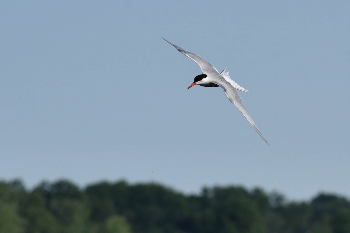 Sterna comune - ML460922771