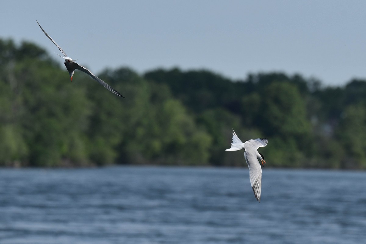 Sterna comune - ML460922831