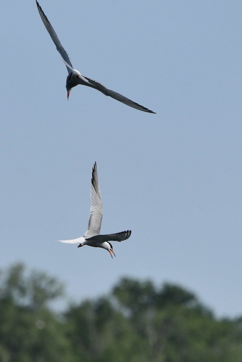 Sterna comune - ML460922841