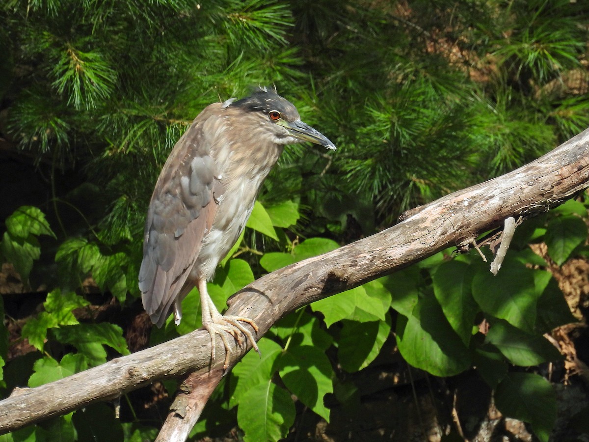 Black-crowned Night Heron - ML460922911