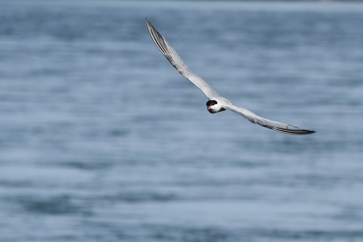 Sterna comune - ML460923311