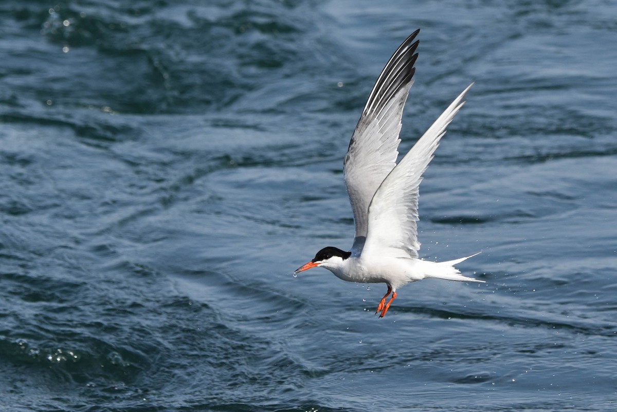 Sterna comune - ML460923321