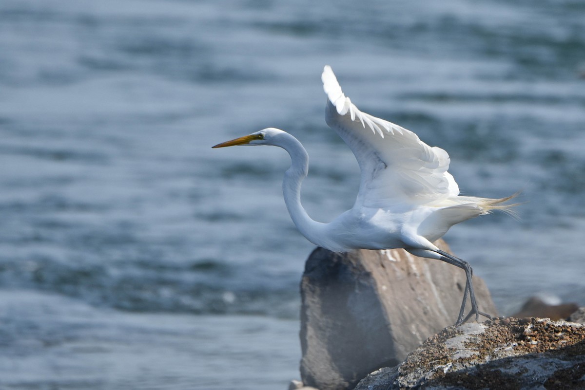 Great Egret - ML460923721