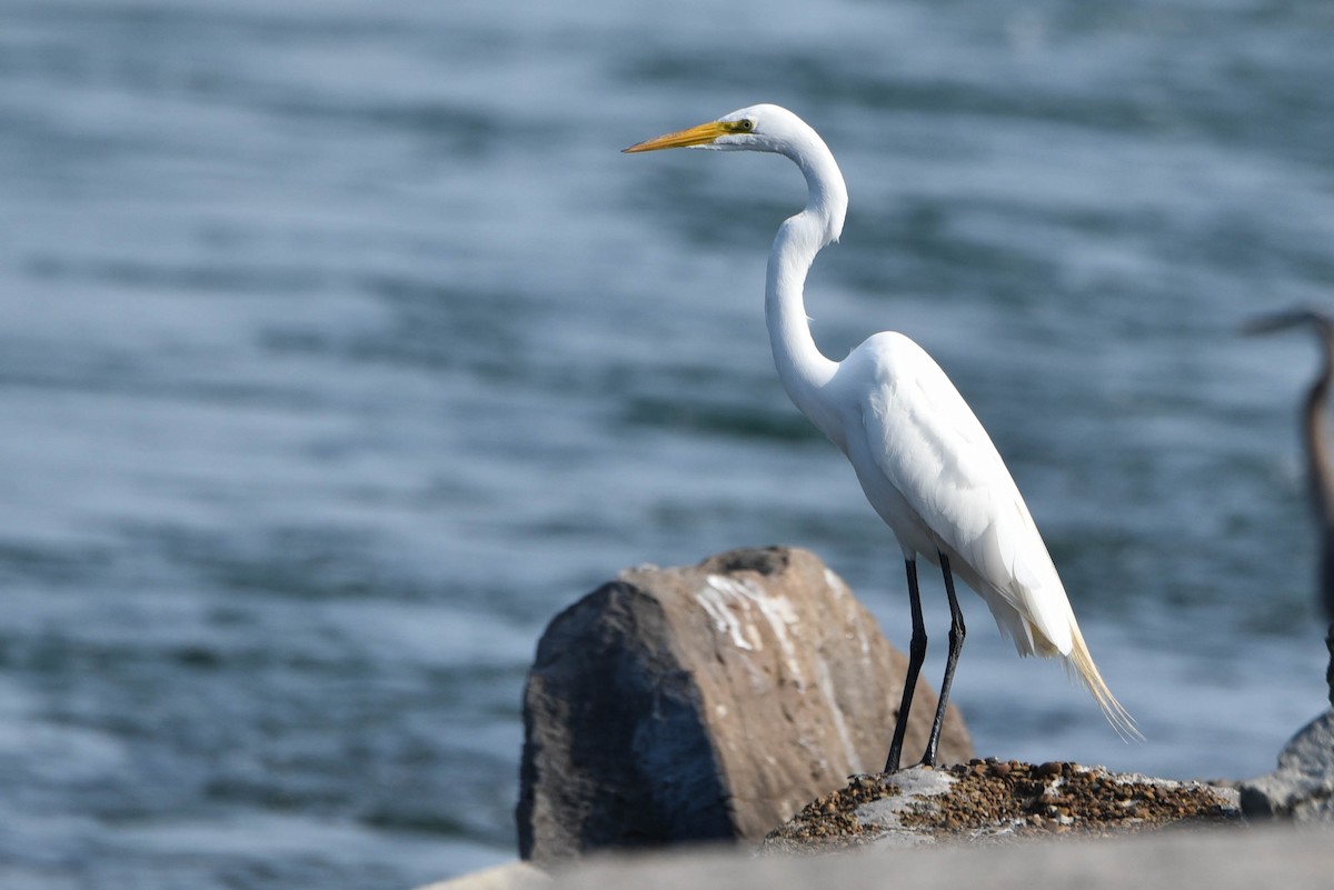 Great Egret - ML460923741