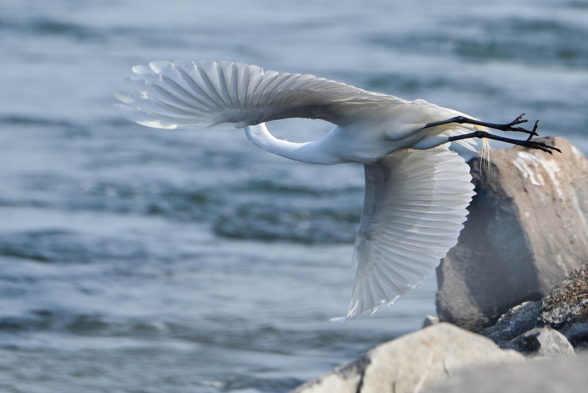 Great Egret - ML460924201
