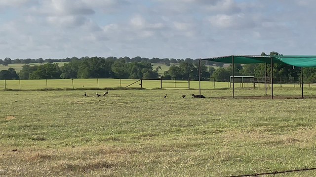 Caracara huppé (cheriway) - ML460924641