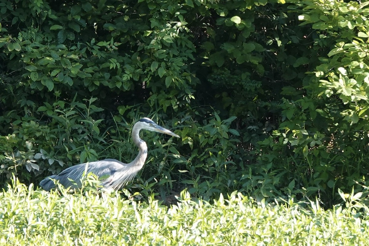 Great Blue Heron - ML460926001