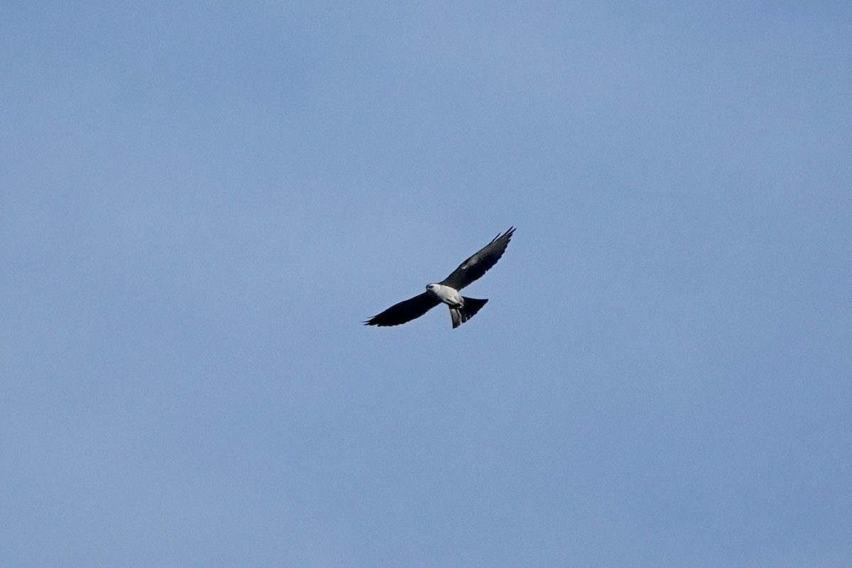 Mississippi Kite - ML460926211