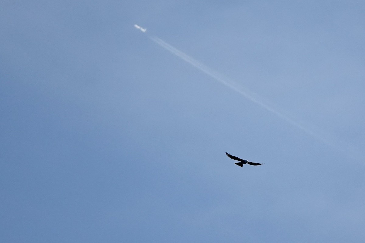 Mississippi Kite - ML460926261