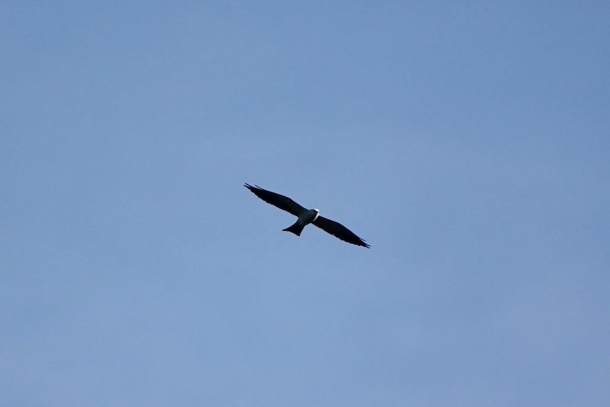 Mississippi Kite - ML460926281