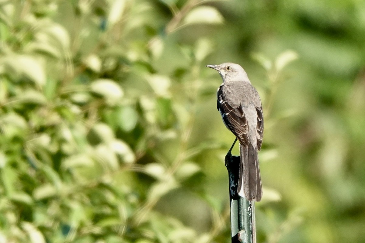 Northern Mockingbird - ML460926461