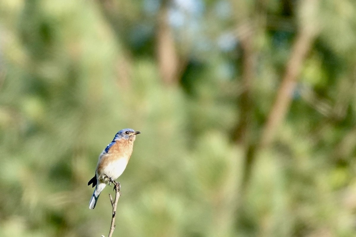 Eastern Bluebird - ML460926531