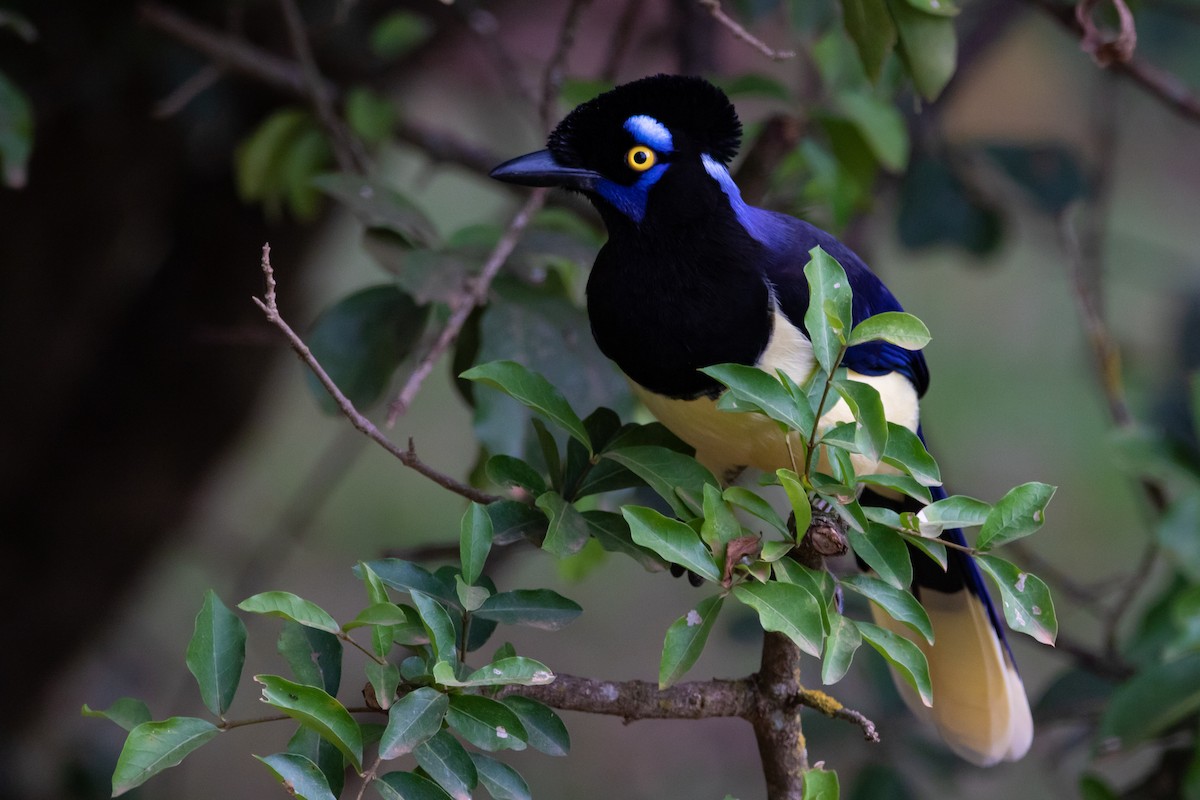 Plush-crested Jay - ML460927411