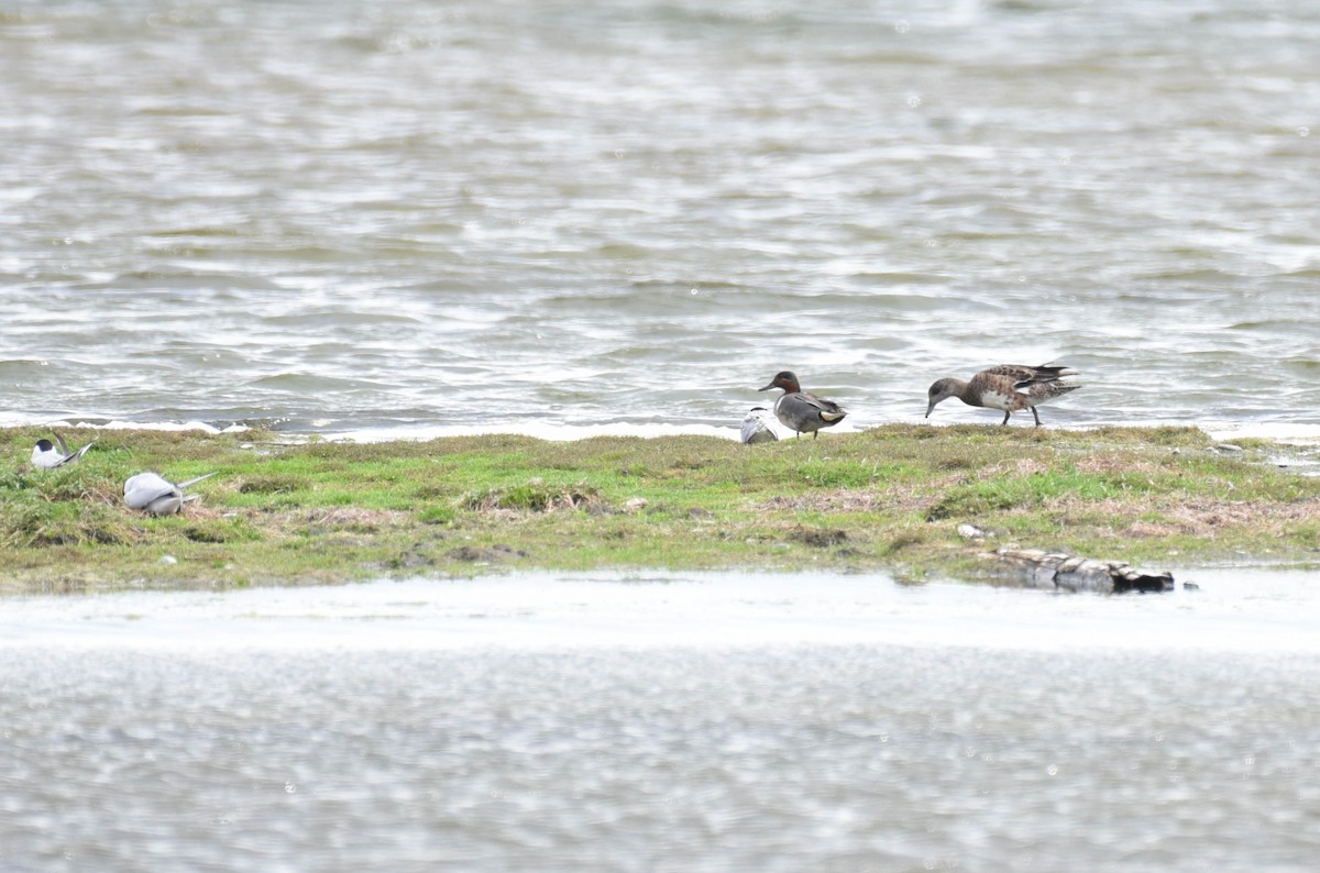 Green-winged Teal - ML460928321