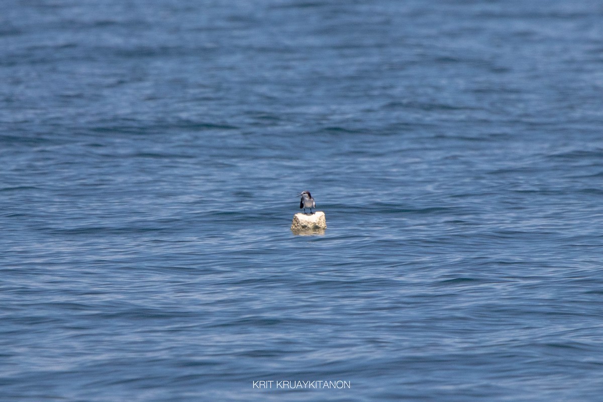 Bridled Tern - Krit Kruaykitanon 🦅